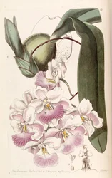 Cuitlauzina pendula (as syn. Odontoglossum citrosmum)